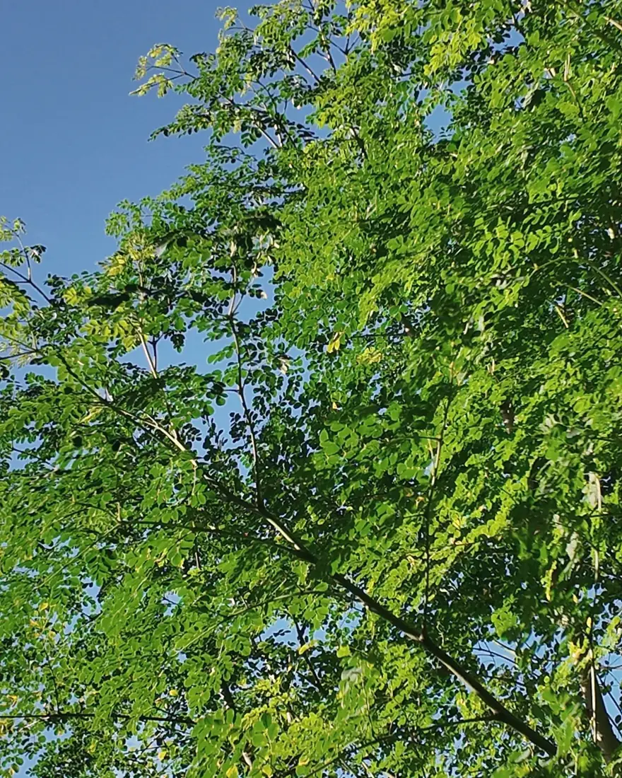 Feuillage d'un moringa sous le ciel
